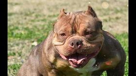 娱乐吃瓜君奶狗,娱乐吃瓜君的甜蜜瓜田之旅